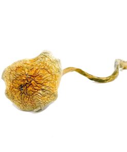 Goldie Magic Mushrooms