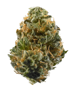 London Jealousy THCa Flower